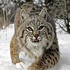 Puzzle Grand Lynx, puzzle animal gratuit en flash sur BambouSoft.com