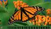 Hidden Number - Butterfly, free hidden objects game in flash on FlashGames.BambouSoft.com