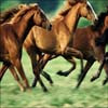 Horses Jigsaw, free animal jigsaw in flash on FlashGames.BambouSoft.com