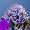 Puzzle Jacinthe, puzzle fleurs gratuit en flash sur BambouSoft.com