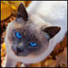 Jigsaw Autumn Cat, free animal jigsaw in flash on FlashGames.BambouSoft.com