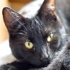 Jigsaw: Black Cat, free animal jigsaw in flash on FlashGames.BambouSoft.com