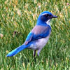 Jigsaw: Blue Bird, free animal jigsaw in flash on FlashGames.BambouSoft.com