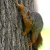 Jigsaw: Climbing Squirrel, free animal jigsaw in flash on FlashGames.BambouSoft.com