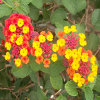 Jigsaw: Colorful Flowers, free flowers jigsaw in flash on FlashGames.BambouSoft.com