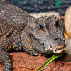 Puzzle Crocodile, puzzle animal gratuit en flash sur BambouSoft.com