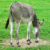 Jigsaw: Donkey, free animal jigsaw in flash on FlashGames.BambouSoft.com