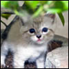 Jigsaw Happy Kitty, free animal jigsaw in flash on FlashGames.BambouSoft.com