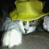 Jigsaw: Hat Cat, free animal jigsaw in flash on FlashGames.BambouSoft.com