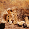 Animal jigsaw Jigsaw: Lying Lion