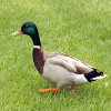 Animal jigsaw Jigsaw: Mallard Duck