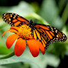 Jigsaw: Monarch Butterfly, free animal jigsaw in flash on FlashGames.BambouSoft.com