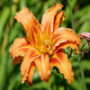 Jigsaw Nature: Amaryllis, free flowers jigsaw in flash on FlashGames.BambouSoft.com