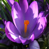 Jigsaw Nature: Crocus, free flowers jigsaw in flash on FlashGames.BambouSoft.com