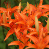 Jigsaw: Orange Lilies, puzzle fleurs gratuit en flash sur BambouSoft.com