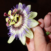 Jigsaw: Passion Flower, free flowers jigsaw in flash on FlashGames.BambouSoft.com