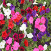 Jigsaw: Petunia, free flowers jigsaw in flash on FlashGames.BambouSoft.com