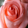 Jigsaw: Pink Rose, free flowers jigsaw in flash on FlashGames.BambouSoft.com
