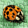 Puzzle animal Lady Bug Jigsaw