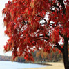 Jigsaw: Red Tree, free jigsaw puzzle in flash on FlashGames.BambouSoft.com
