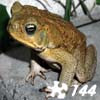 Puzzle animal Jigsaw: Toad