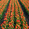 Jigsaw: Tulip Field, puzzle fleurs gratuit en flash sur BambouSoft.com