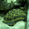 Jigsaw: Turtle, puzzle animal gratuit en flash sur BambouSoft.com