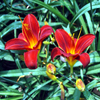 Jigsaw: Twin Tiger Lilies, free flowers jigsaw in flash on FlashGames.BambouSoft.com