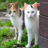 Jigsaw: Two Cats, free animal jigsaw in flash on FlashGames.BambouSoft.com