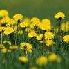 Jigsaw: Yellow Flowers, puzzle fleurs gratuit en flash sur BambouSoft.com