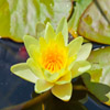 Jigsaw: Yellow Lily, free flowers jigsaw in flash on FlashGames.BambouSoft.com