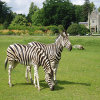 Animal jigsaw Jigsaw: Zebra Couple