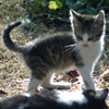 Correspondance de mignons chatons, jeu de mémoire gratuit en flash sur BambouSoft.com