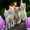 Milky Cats, puzzle animal gratuit en flash sur BambouSoft.com