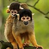 Mother and baby monkey puzzle, free animal jigsaw in flash on FlashGames.BambouSoft.com