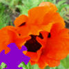 Puzzle fleurs Oriental Poppy Jigsaw