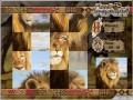 Puzzle Safari, free sliding puzzle game in flash on FlashGames.BambouSoft.com