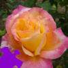 Flowers jigsaw Peace Rose Jigsaw