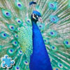 Peacock Jigsaw, puzzle animal gratuit en flash sur BambouSoft.com