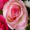 Flowers jigsaw Pink Rose