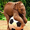 Player elephant puzzle, free animal jigsaw in flash on FlashGames.BambouSoft.com