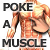 Poke-a-muscle, free educational game in flash on FlashGames.BambouSoft.com