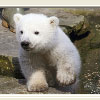 Polar bear puzzle game, free animal jigsaw in flash on FlashGames.BambouSoft.com