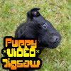 Puppy VIDEO Jigsaw, free animal jigsaw in flash on FlashGames.BambouSoft.com