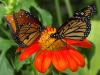 Puzzle Butterflies - 1, free animal jigsaw in flash on FlashGames.BambouSoft.com