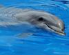 Puzzle Dolphins and other marine mammals -1, free animal jigsaw in flash on FlashGames.BambouSoft.com