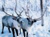Puzzle Santa Claus's reindeers 1, free animal jigsaw in flash on FlashGames.BambouSoft.com