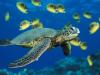Puzzle Sea turtle, free animal jigsaw in flash on FlashGames.BambouSoft.com