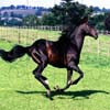 Puzzles: Black Horses, puzzle animal gratuit en flash sur BambouSoft.com