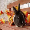 Puzzles Bunny, free animal jigsaw in flash on FlashGames.BambouSoft.com